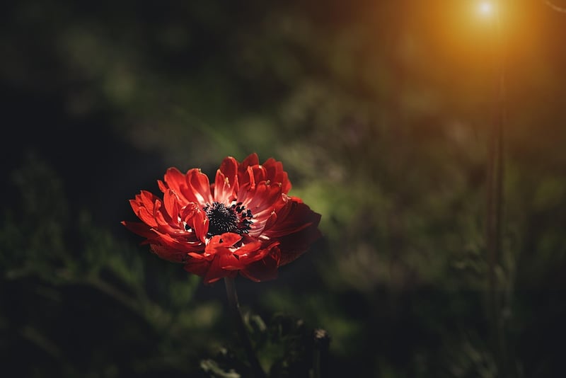 Sunlit Garden